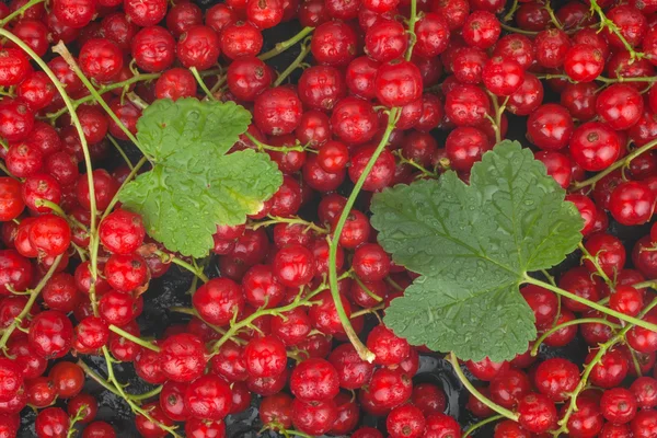 Red currant and leaf with dew — Stock Photo, Image