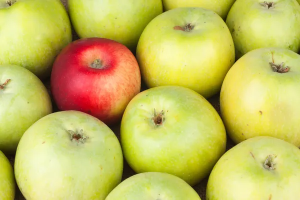 Red apple among green apples lying on sackcloth — Stock Photo, Image