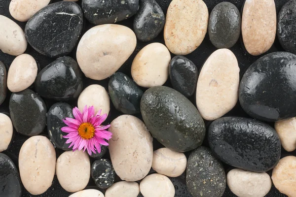 Zen stones a květina kapkami vody — Stock fotografie