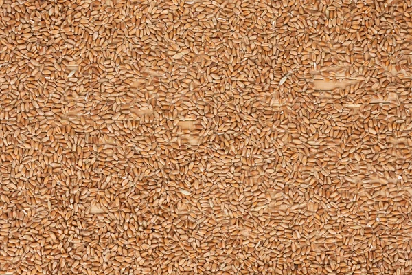 Achtergrond van tarwe liggend op een bamboe-mat — Stockfoto