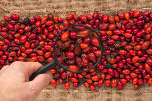 Man's hand with magnifying glass over rosehip — Stock Photo, Image