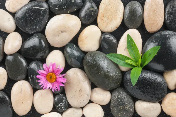 Black and white stones with leaves and flower — Stock Photo, Image