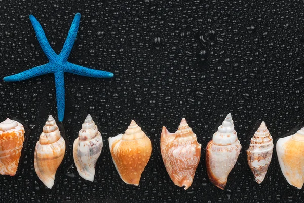 Conchas marinas y estrellas de mar yacen en una línea — Foto de Stock