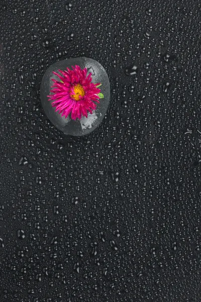 Zen piedra y flor con gotas de agua —  Fotos de Stock