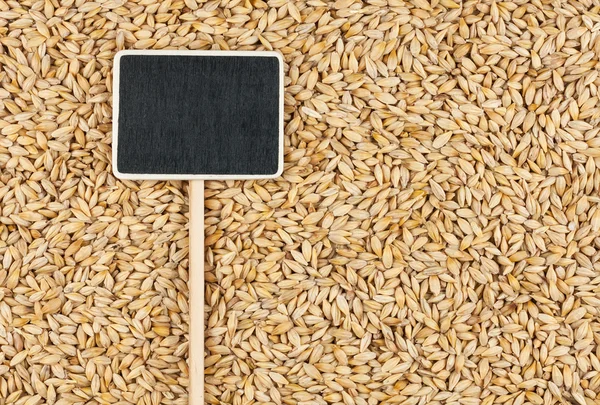 Pointer, the price tag lies on  barley — Stock Photo, Image