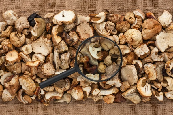 Lente d'ingrandimento si trova su funghi secchi e saccheggi — Foto Stock