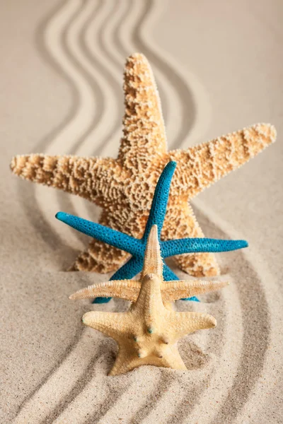 Quatre étoiles de mer dans le sable — Photo