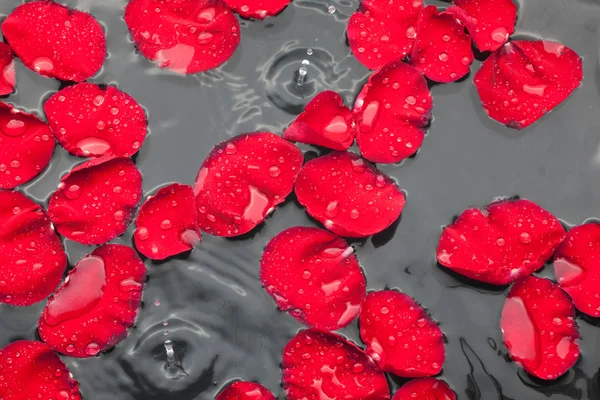 Pétalos de rosa roja en el agua, bajo la lluvia — Foto de Stock