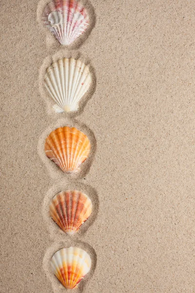 Csíkos tengeri kagylókból feküdt a homokba — Stock Fotó