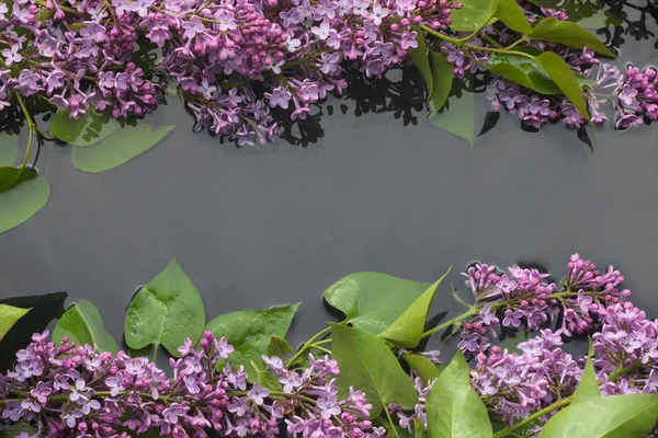 Foglie e fiori lilla in acqua — Foto Stock