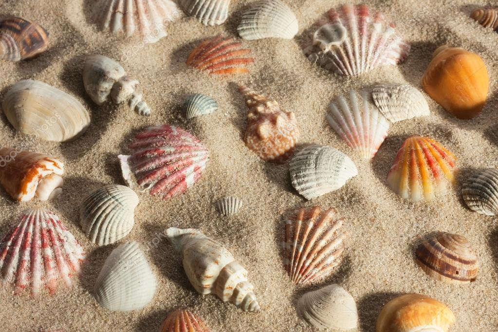 Closeup-Muscheln aus dem Sand in der Sonne kleben — Stockfoto ...