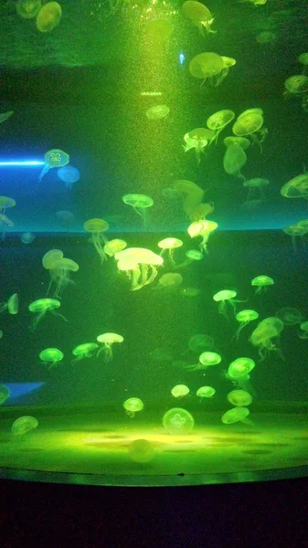 Aquarium — Photo