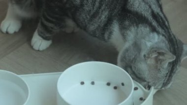 Sevimli kedi lezzetli öğle yemeğinin tadını çıkarıyor.