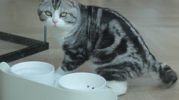 Roztomilý Kočka Těší Své Lahodné Kibble Oběd — Stock video