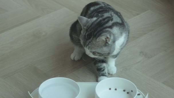 Gato Adorável Está Desfrutando Seu Delicioso Almoço Kibble — Vídeo de Stock