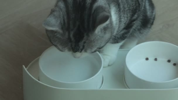 可爱的猫正在享用美味的狼吞虎咽的午餐 — 图库视频影像