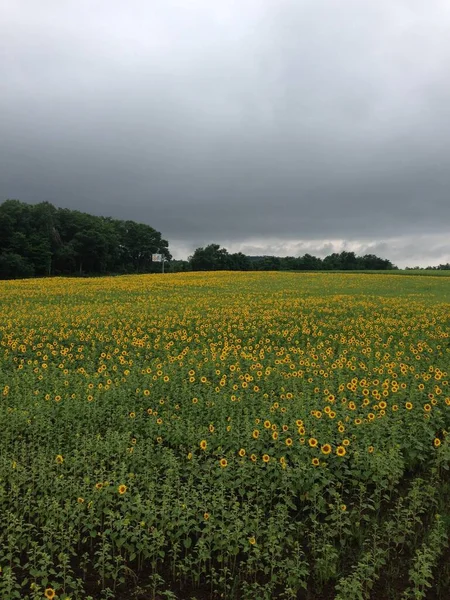 Ein Meer Von Sonnenblumen Voller Blüte — Stockfoto