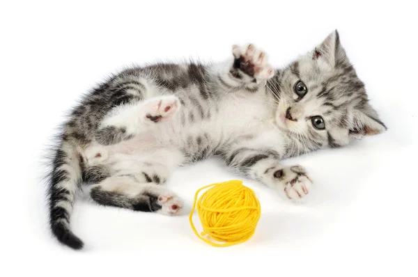 Gatito jugando con amarillo clew —  Fotos de Stock