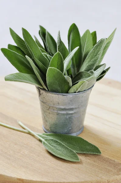 Hojas de salvia en un cubo — Foto de Stock