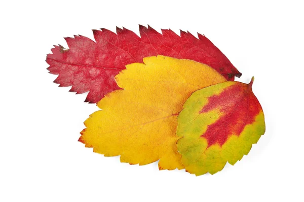 Autumn colorful leaves — Stock Photo, Image