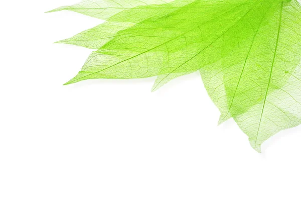 Листя зеленого transperent — стокове фото