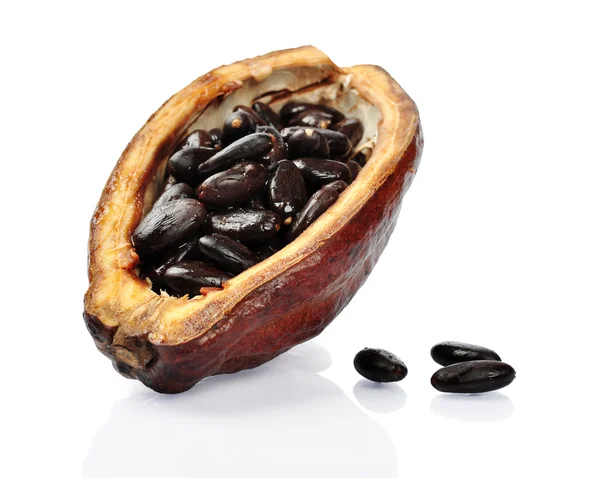 Färska cacao frukt — Stockfoto
