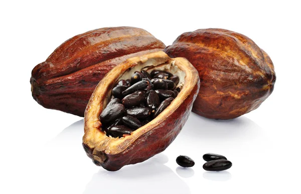 Verse cacao vrucht — Stockfoto