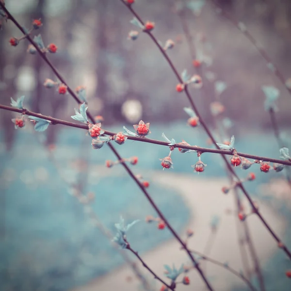 Ramo con boccioli di fiore — Foto Stock