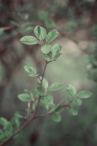 Foglie primavera — Foto Stock