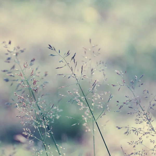 長い草の牧草地 — ストック写真