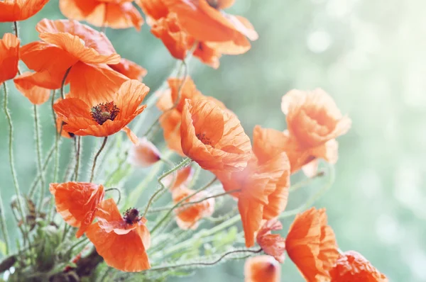 Blossom poppy — Stock Photo, Image