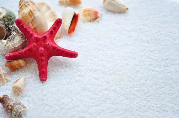 Sea shells closeup — Stock Photo, Image