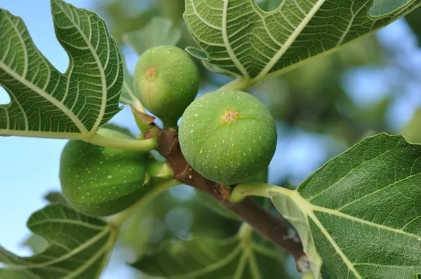 Green figs — Stock Photo, Image