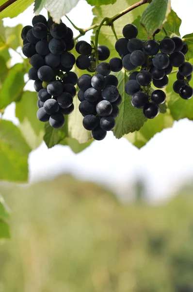 Red ripe wine grapes — Stock Photo, Image