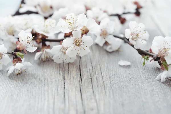 Hermosa rama de flor — Foto de Stock