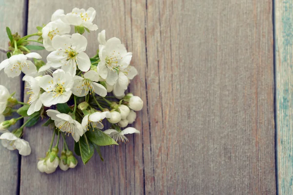 Schöner Blütenzweig — Stockfoto