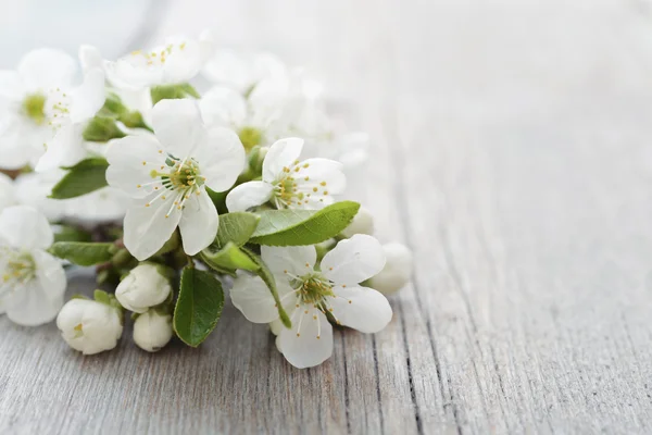 Hermosa rama de flor — Foto de Stock