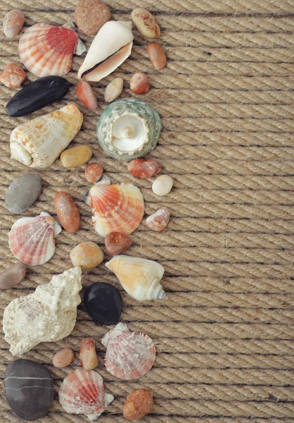 Sea shells and stones — Stock Photo, Image