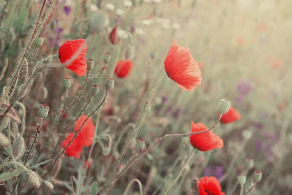 Fiori di papavero — Foto Stock