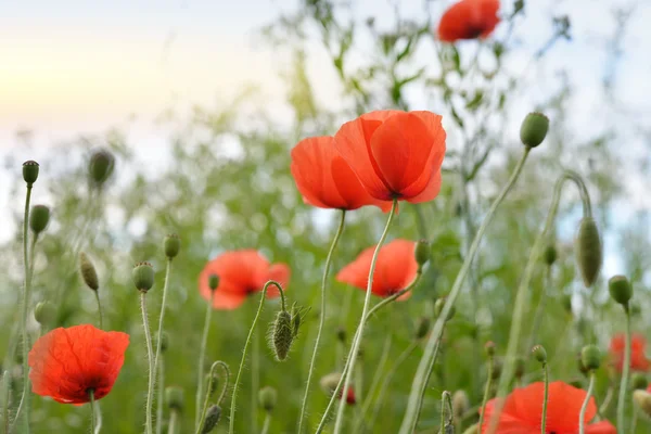 Poppy Flowers — Stock Photo, Image