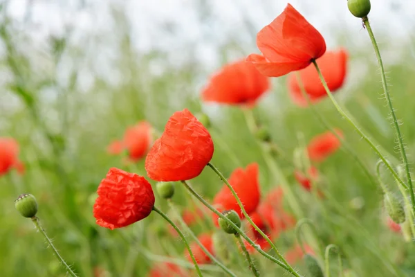 Poppy Flowers — Stock Photo, Image