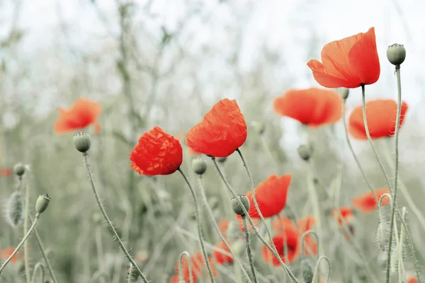 Poppy Flowers — Stock Photo, Image