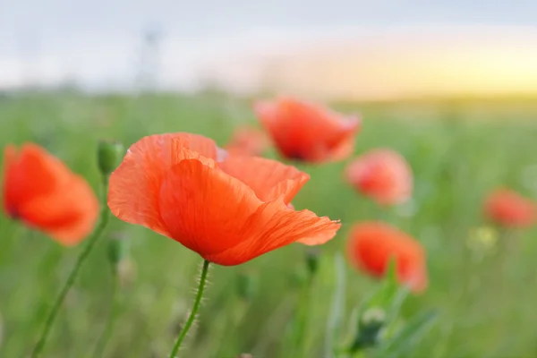 Poppy Flowers — Stock Photo, Image