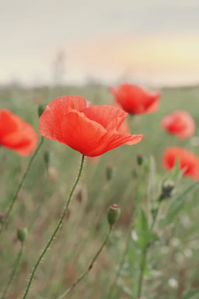 Poppy Flowers — Stock Photo, Image