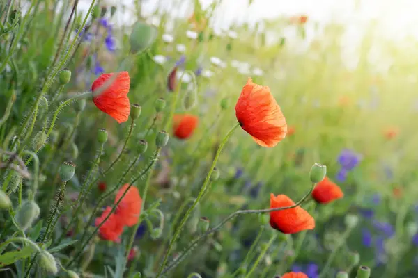 Fiori di papavero — Foto Stock