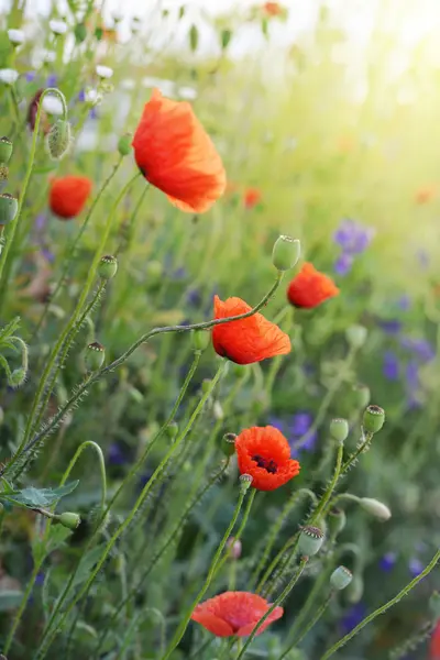 Poppy Flowers — Stock Photo, Image