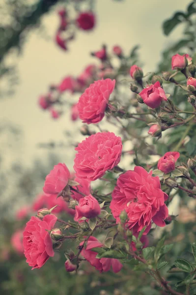 Rosenblüten — Stockfoto