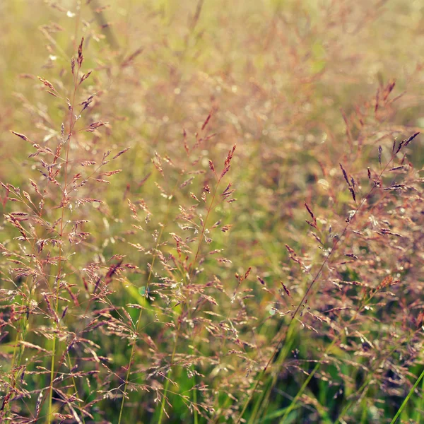 長い草の牧草地 — ストック写真