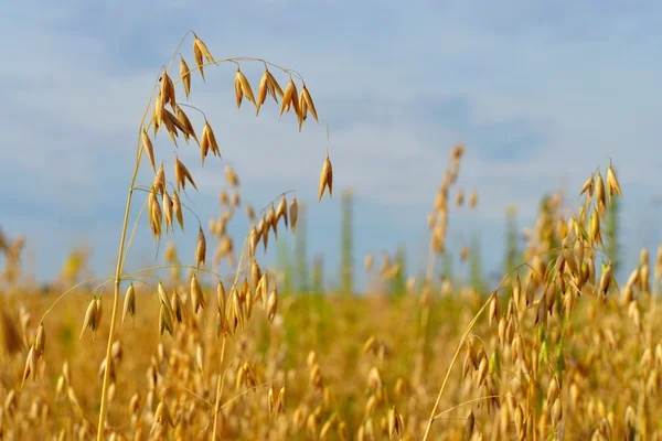 Haver veld — Stockfoto