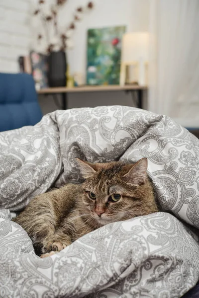 Aranyos Macska Feküdt Egy Kanapé Nappaliban Vértes — Stock Fotó